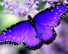 Image result for Pretty Butterfly Wings