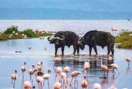 Image result for Lake Nakuru Park