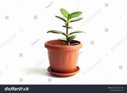 Image result for Jade Plant in Flower Pot