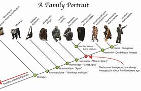 Image result for Anthropology Human Evolution