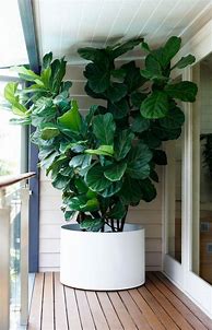 Image result for Indoor Fig Tree