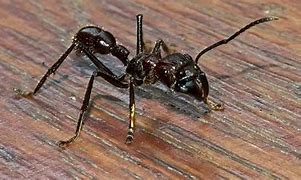 Image result for Big Ant Image