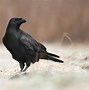 Image result for Crow V Raven