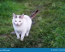 Image result for Gray Cat with Spots