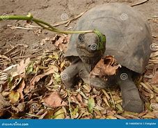 Image result for Seychelles Turtles