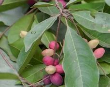 Image result for Kalulot Tree