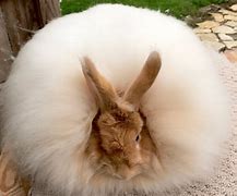 Image result for Angora Rabbit