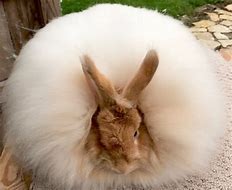 Image result for French Rabbit