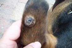 Image result for Black Crusty Lump On Dog