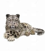 Image result for Snow Leopard Back Legs Lying Down