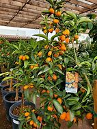 Image result for Kumquat Like Fruit