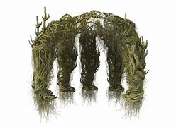 Image result for Tree Roots PNG