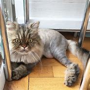 Image result for Smerf Cat with Hair