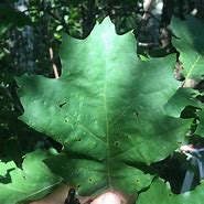 Image result for Maple Oak Tree