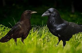 Image result for Crow V Raven