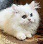 Image result for White Persian Kitten