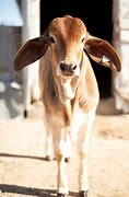 Image result for Baby Brahman Calf