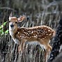 Image result for Newborn Deer Fawn