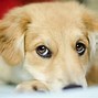 Image result for Adorable Puppy Dog Eyes