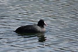 Image result for Eurasian Coot Bird