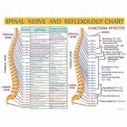 Image result for Spinal Chart Hand Out