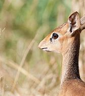 Image result for Dik Dik Eyes