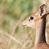 Image result for Dik Dik Eyes