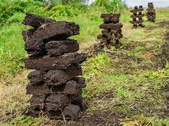 Image result for Peat Plant