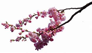 Image result for Cherry Blossom Tree Branches