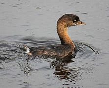 Image result for Female Grebe