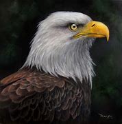 Image result for Eagle Portrait