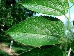 Image result for Hackberry Tree Leaf