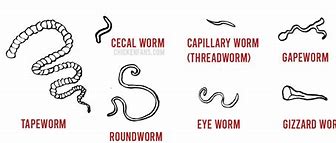 Image result for Round Worms in Chicken Poop