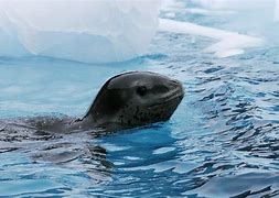 Image result for Leopard Seal Antarctica