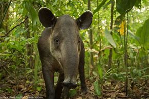 Image result for Tapir Lips