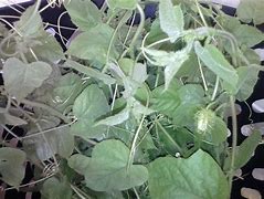 Image result for Pokok Ulat Bulu