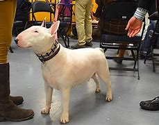 Image result for Friendly Bull Terrier