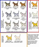 Image result for Cat with Circle Markings