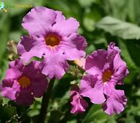 Image result for Flowering Fern