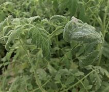 Image result for Black Spider Mites