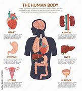 Image result for Plain Human Half Body Cartoon