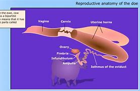 Image result for Male and Female Goat