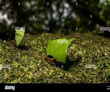 Image result for Leaf Cutter Ants Costa Rica