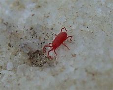 Image result for Trombiculidae