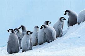 Image result for Penguin Laptop Wallpaper