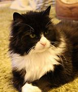 Image result for Chonky Tuxedo Cat