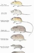 Image result for Vole Anatomy Model