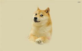 Image result for Funny Doge Meme Wallpaper