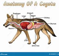 Image result for Coyote Skull Anatomy