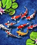 Image result for Lucky Fish Wallpaper